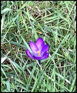 Photo Crocus violet (Crocus vernus) / Photo A purple crocus