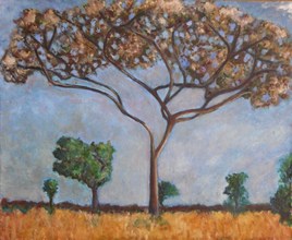 arbre - afrique