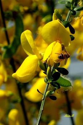 Une fausse abeille sur un jaunet