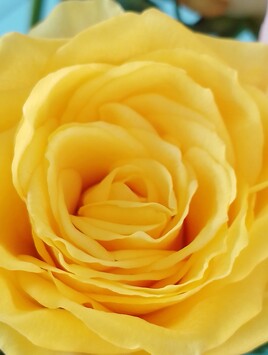 Rose jaune