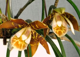 Scuticaria hardwenii - Orchidée du Brésil