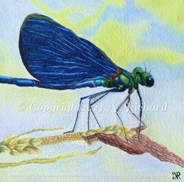 Libellule Bleue - Blue Dragonfly