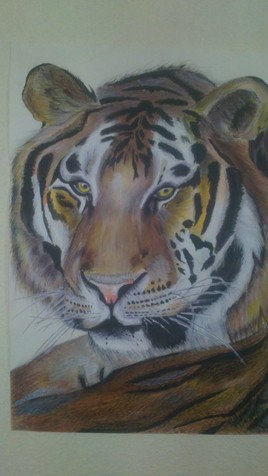 tigre