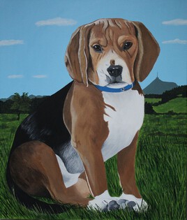 Portrait chien beagle