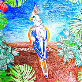 Ara bleu  et blanc / Drawing Blue and white macaw