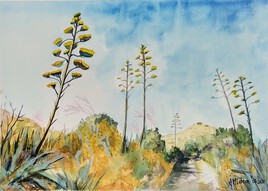 Au milieu des agaves !