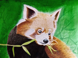 Le panda roux (clin d’oeil à celui de Ricou)  / Painting : The red panda (wink to that of Ricou)
