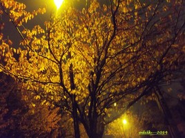 automne le soir