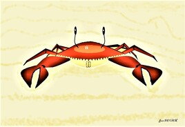 Crabe sur sable