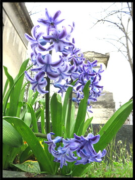 La jacinthe (Hyacinthus) / Photo Blue Hyacinthus