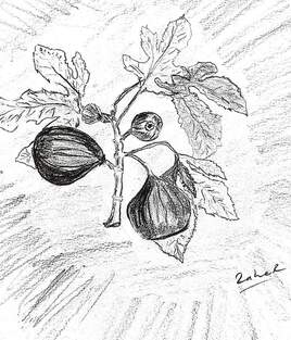 une branche de figuier