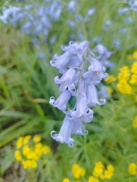 clochettes