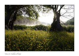 Boutons d'or dans la brume de loire