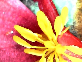 La fleur g&eacute;ante