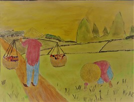 rizière au Vietnam