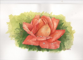 rose et ros&eacute;e