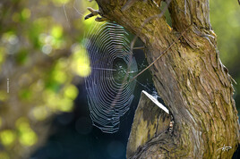 La toile tiss&eacute;e