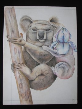 Koala "t&ecirc;te d'iris"