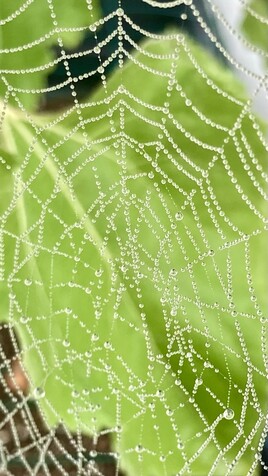 Entre perles et gouttes