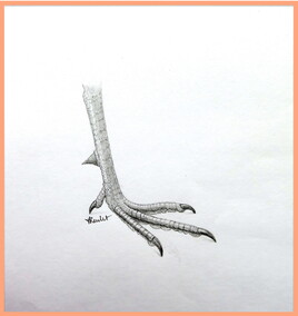 Faisan de Colchide (Phasianus colchiques) : patte du coq / Drawing Common Pheasant : cock’s paw