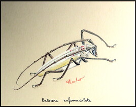 Longicorne Batocera rufomaculata / Drawing A Red-spotted longhorn beetle