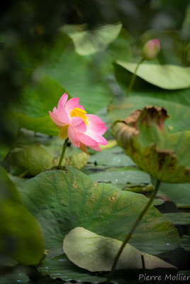Lotus sur le lac