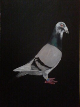 pigeon voyageur de diwani