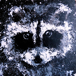 Racoon