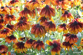 En plein coeur de l'&eacute;t&eacute;