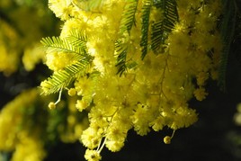 Le Mimosa Nouveau