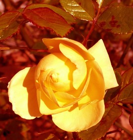 rose 1
