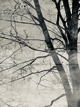 L’arbre devant ma fenêtre