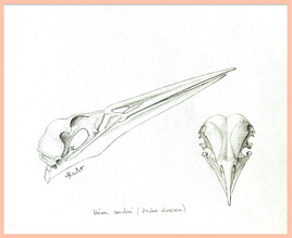 Héron cendré crane ( Ardea Cinerea) / Drawing A grey heron's crane
