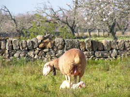 naissance printanière