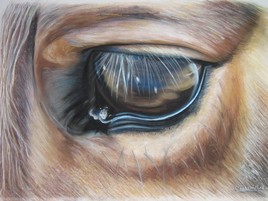 l'oeil du cheval