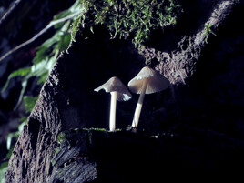 la forêt et ses habitants ..