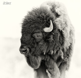 Bison