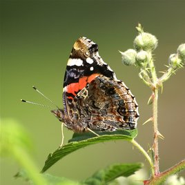 La Belle Dame est de retour