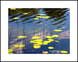 Photo N&eacute;nuphar