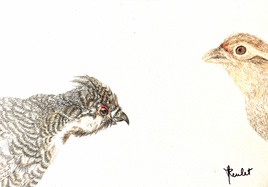 La gélinotte des bois et la perdrix grise / Drawing : a Hazel Grouse and a Grey Partridge