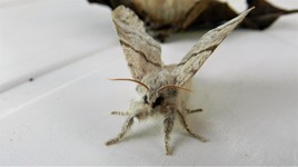 Je sort de mon cocon, je ne sais pas encore voler ...