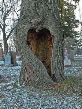 un arbre qui a du cœur