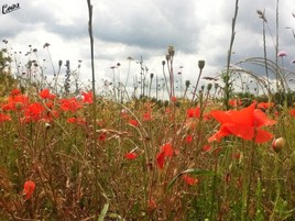 Coquelicots