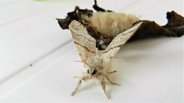 En arrière plan, mon cocon ..