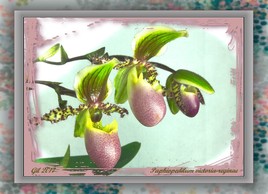 Paphiopedilum victoria-reginae - Orchidée