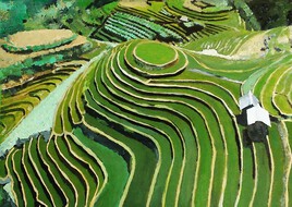 Rizières en terrasse du nord Vietnam