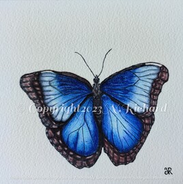Morpho Bleu