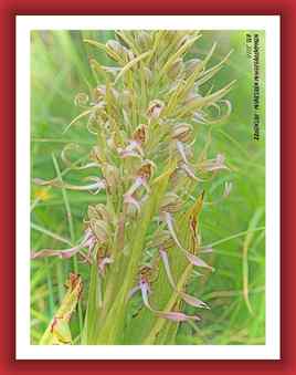 Himantoglossum hircinum - Orchidée