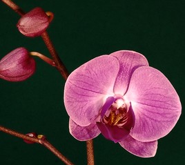 L'orchidée papillon