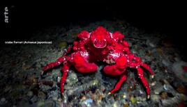 Crabe Ferrari (Achaeus japonicus) /